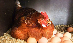 Курица с яйцом